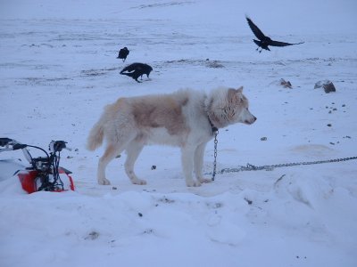 Canadian Inuit dogs and ravens