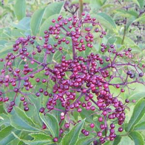 Elderberry (20K)