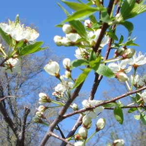 PlumBlossom (18K)