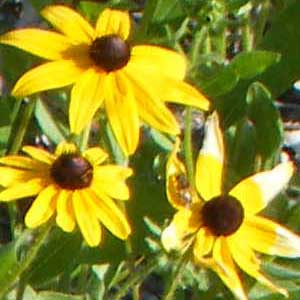 Rudbeckia (14K)