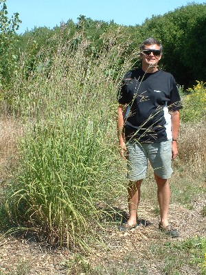 Owner with three year old Big Bluestem