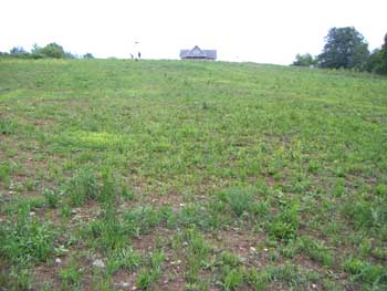 Weeds July 2008